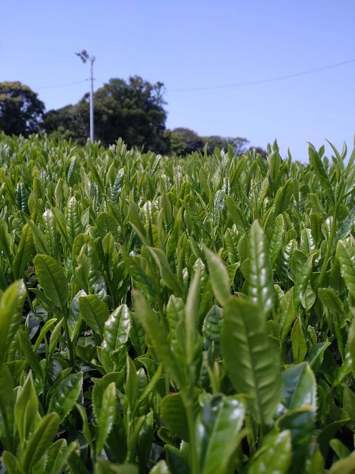 【全国一律送料☆】お食事時の名脇役☆くき茶100ｇ×1個～