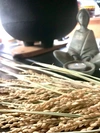 令和元年新米！[合鴨米]玄米1kg 栽培期間中農薬不使用 熊本県産 ヒノヒカリ