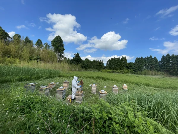 千葉県産純粋はちみつ食べ比べセット（70g×5種類）