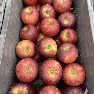 即日発送！訳あり 秋映 満タンで発送します❗️信州りんご 