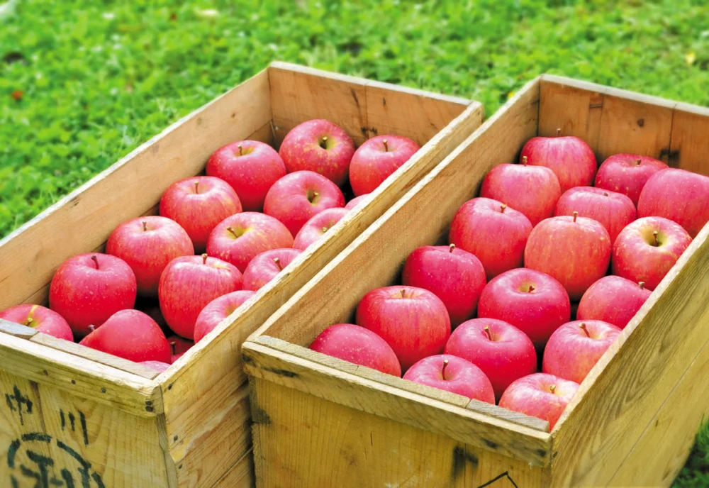 季節のりんご家庭用｜果物の商品詳細