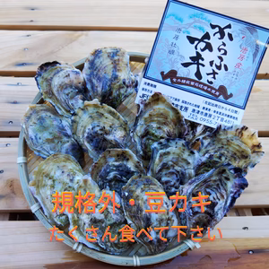 規格外の豆(小)カキ✨鮮度抜群・からふさ牡蠣✨３キロ箱・５キロ箱