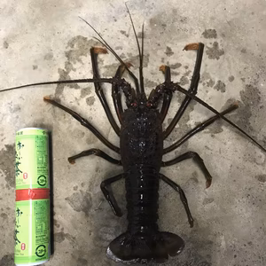 九十九里産訳あり伊勢海老　約640g×1匹