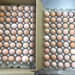 新鮮名古屋コーチンの卵5kg