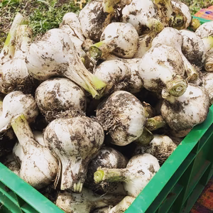 南房総鴨川産ニンニク　乾燥すれば長期保存可能農薬不使用