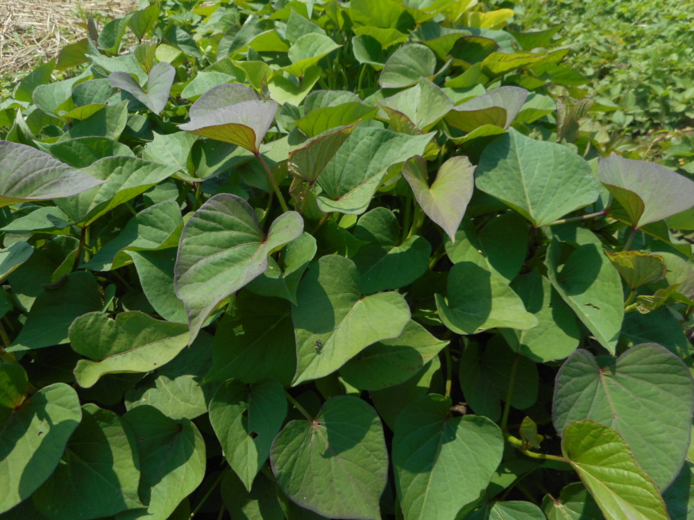 サツマイモ苗 葉と柔らかい茎 食べられます 空芯菜様なの味 紅はるか 野菜の商品詳細 ポケットマルシェ 産直 産地直送 通販 旬の果物 野菜 魚介をお取り寄せ