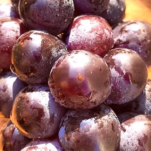 熊本阿蘇産　大粒でとても甘い！巨峰（種有り）