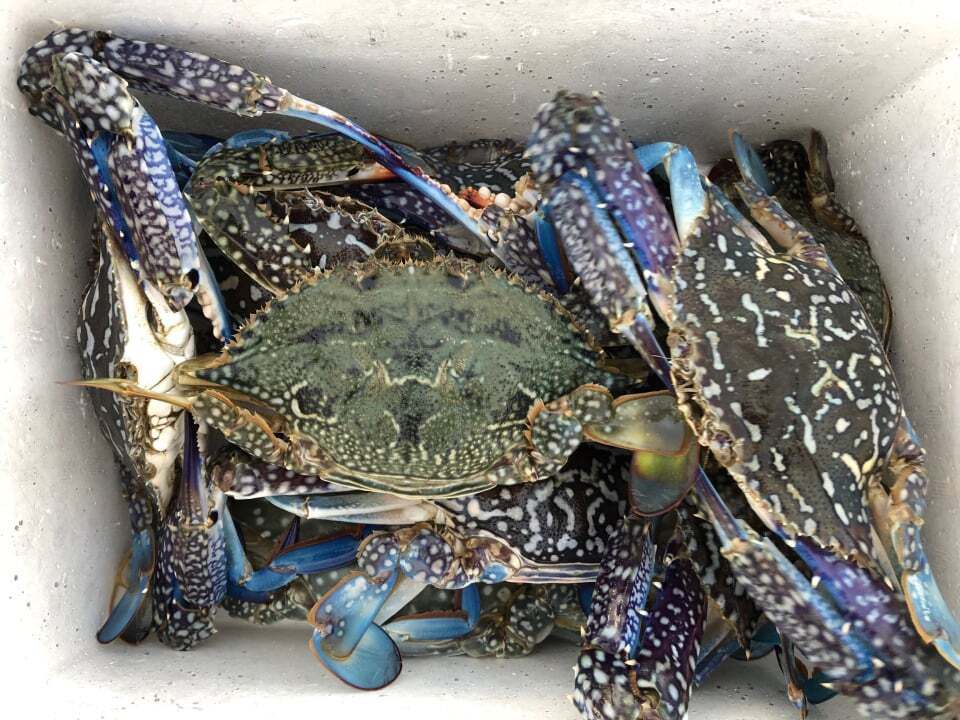 ワタリガニ ﾀｲﾜﾝｶﾞｻﾞﾐ １２ １４枚 農家漁師から産地直送の通販 ポケットマルシェ