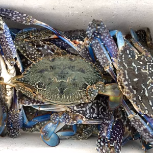 ワタリガニ〈ﾀｲﾜﾝｶﾞｻﾞﾐ〉オスメス食べ比べ７〜８枚(約1.5kg〜)