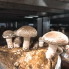 【冷蔵便】１～３ｃｍ　しいたけの芽　炊き込みご飯、佃煮に最適