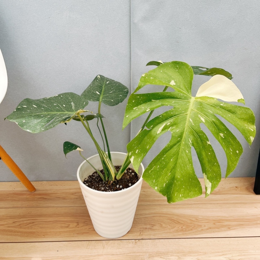 ［現品］【希少】8番　モンステラ　デリシオーサ　斑入り　観葉植物　室内　レア 現品］【希少】8番 モンステラ デリシオーサ 斑入り 観葉植物