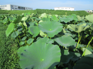 o2048153613795102310