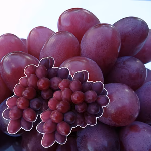 【送料無料】訳ありご家庭用オリエンタルスター　1kg以上