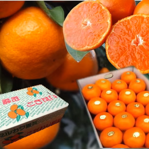 【12月上旬発送】甘～い！濃熟みかん「蜜ツ丸」厳選プレミアム　レギュラー箱