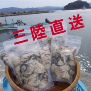 三陸直送！加熱用牡蠣500g×3P