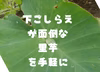 手が痒くならない　洗い里芋真空パック詰め