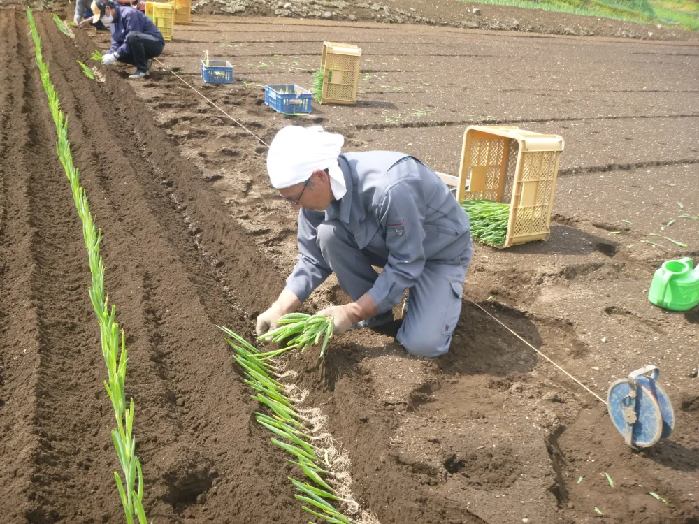 本場下仁田産！下仁田ネギ 2Ｌ～３Lサイズ10本 寒い冬に最高のすき焼き