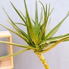 【在庫販売】　アロエ　メデューサ　室内　大型　屋外　多肉植物　ドライガーデン