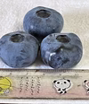 大粒ブルーベリー　農薬は使ってません