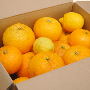 特別栽培・低農薬「甘夏みかん」5kg