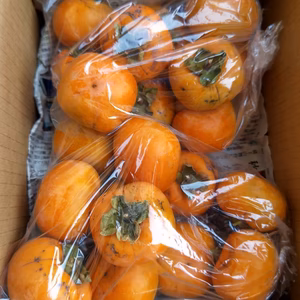 【訳有】柿　かき2.2㎏