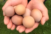 国産飼料の放牧卵「君は太陽」