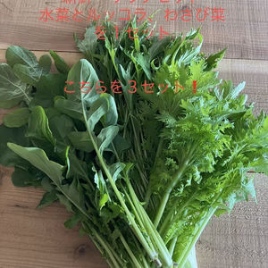 新鮮　サラダセット