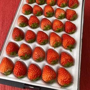 紅ほっぺ Mサイズ (30粒)