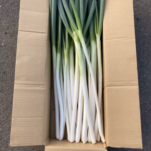 2.5kg入り細〜太・曲がり有りが混ざる訳ありネギ