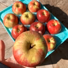 特別栽培りんご 紅玉 訳ありご家庭用 減農薬&化学肥料不使用栽培　ネオニコフリー