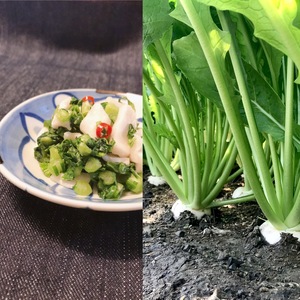 旬！葉付き白カブラ　120サイズ箱パンパン詰め(18本前後)