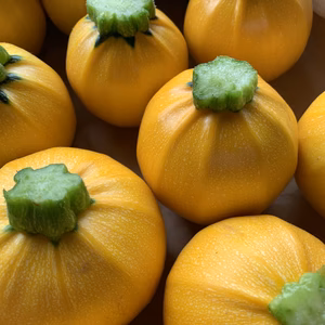 卵型ズッキーニ