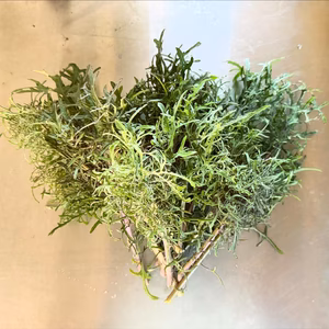 お料理映えする繊細なリーフ サラダケール 約400g