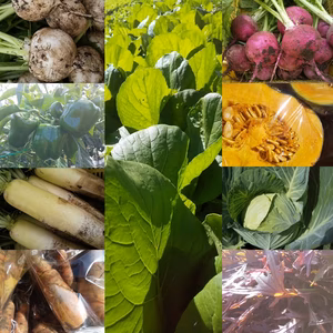 朝採り！無農薬無化学肥料 信州伊那谷★旬の野菜セット10/26発送