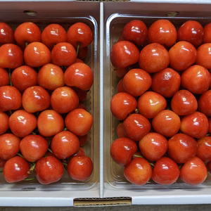 さくらんぼ大将錦