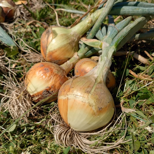 農薬・除草剤不使用　愛媛県産　玉ねぎ(5～10kg)