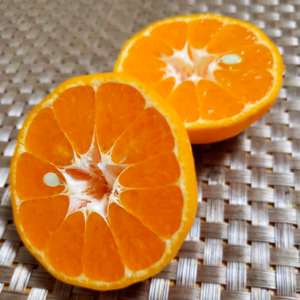 箱込4.5㌔　ポンカン　ワックス不使用　皮まで安心　　おまけつき