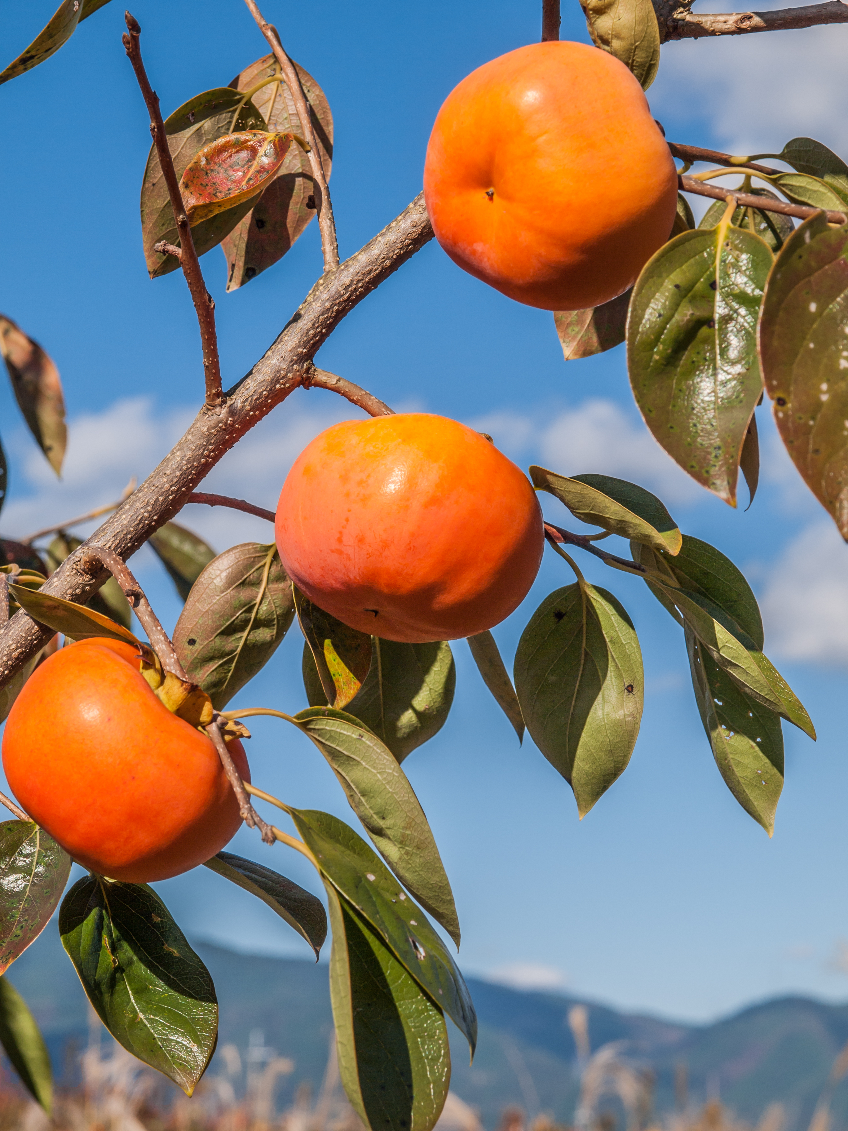 和歌山県産 美濃農園の富有柿 完熟大玉3L以上 贈答用｜柿の商品詳細