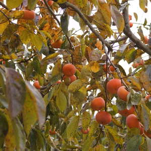 ワイワイ食べましょう！和歌山晩秋の味覚、富有柿　家庭用　7.5kg箱（大箱）