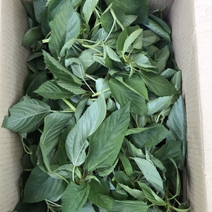 農薬不使用・不耕起栽培のモロヘイヤです。【露地栽培】