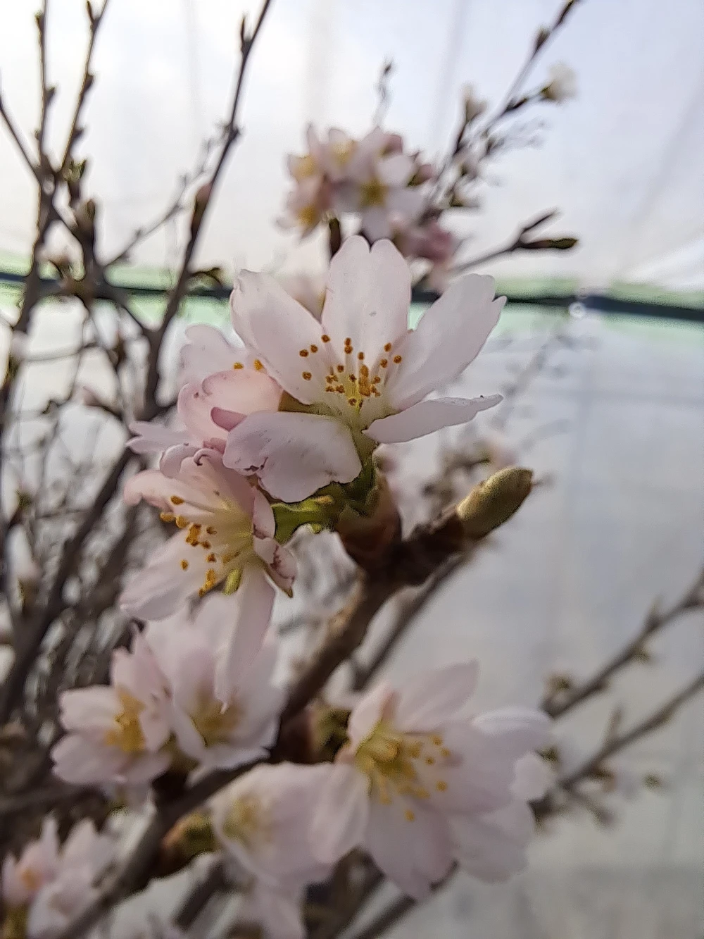 信州産　啓翁桜10本束&金時人参1kg