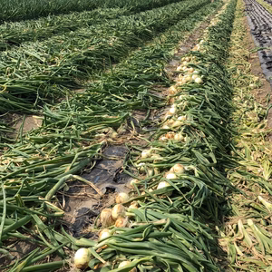 #令和5年　新玉ねぎ　おしたま