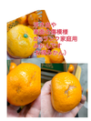 木なりみかん【味の特選】お家用！本場有田みかん サイズミックス