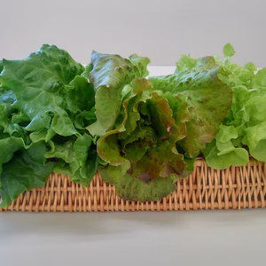彩レタスセット