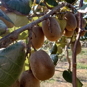 前田さんのキウイ【イエロージョイ】