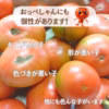 熊本県八代産　訳ありトマト「おっぺしゃん」４ｋｇ