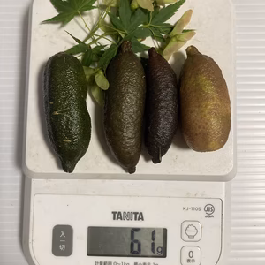 フィンガーライム