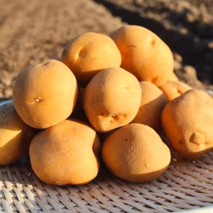 ポテトサラダにどうぞ‼︎新じゃが【キタアカリ】