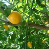 3月予約】オマケ付❢5種【お家用】春柑橘よくばりセット