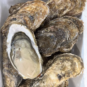 ⭐︎特大サイズ殻付き牡蠣⭐︎